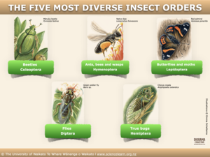 The five most diverse insect orders — Science Learning Hub