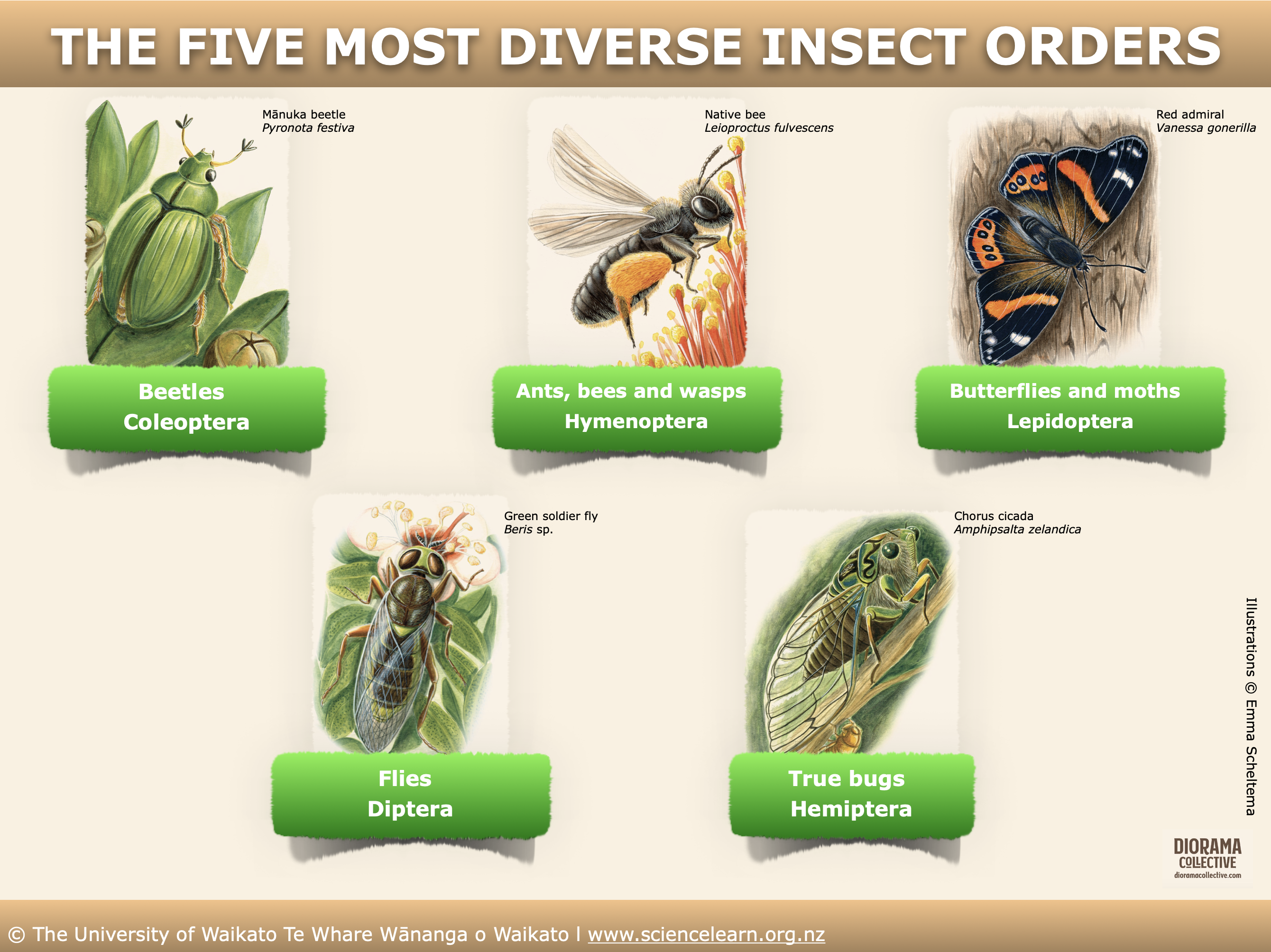 Image map interactive featuring five New Zealand insects, each representing different orders within the insect kingdom. 