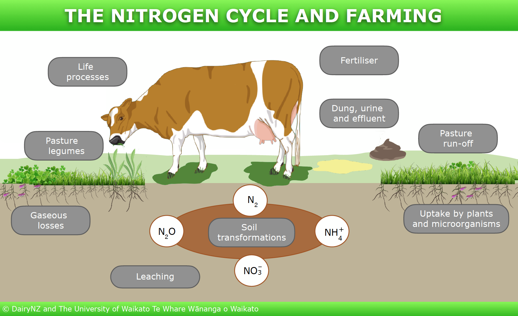 The nitrogen cycle and dairy farming — Science Learning Hub