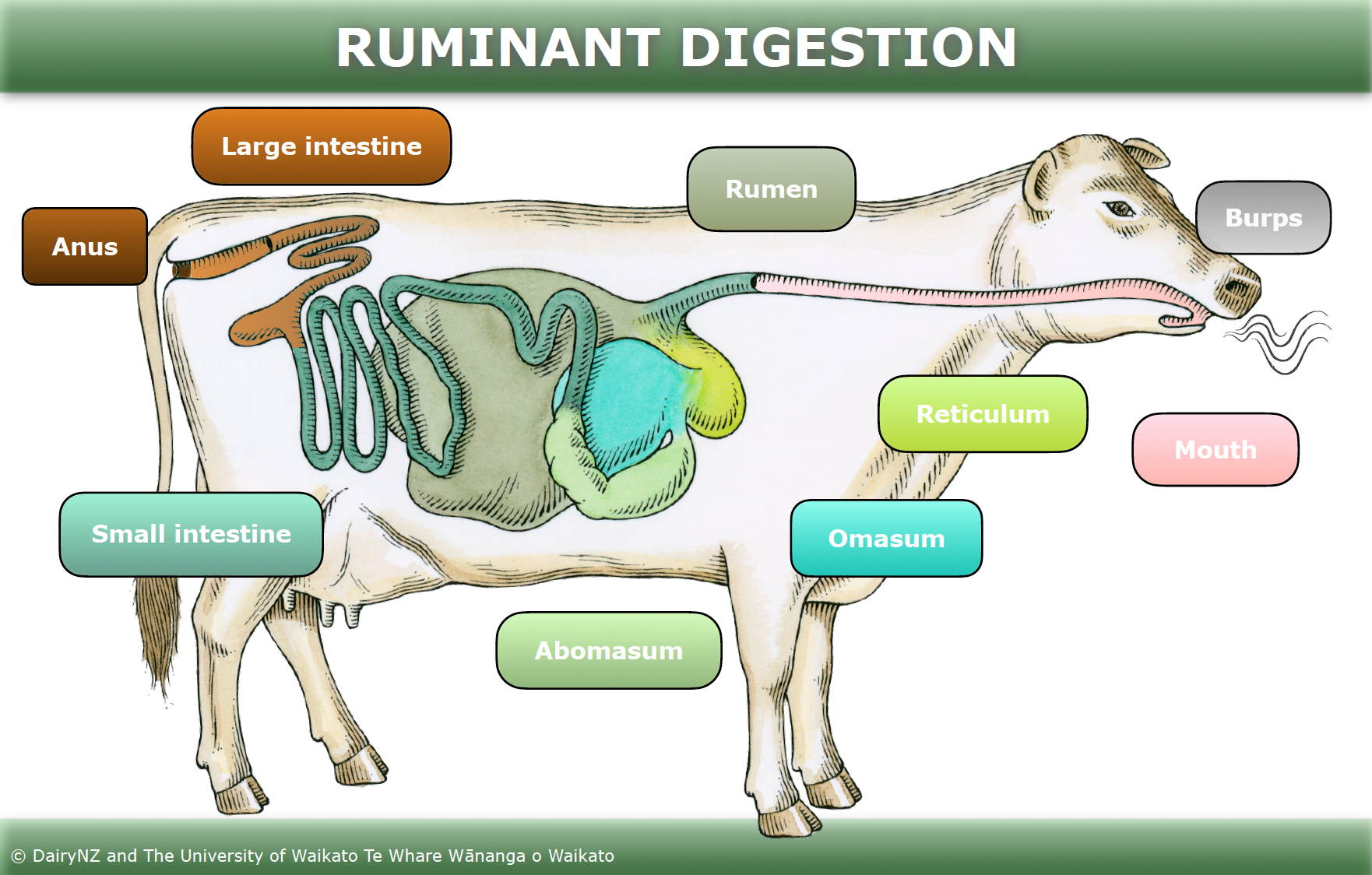 Median Section Of A Cow Showing Principal Organs Of Digestion Etc ...