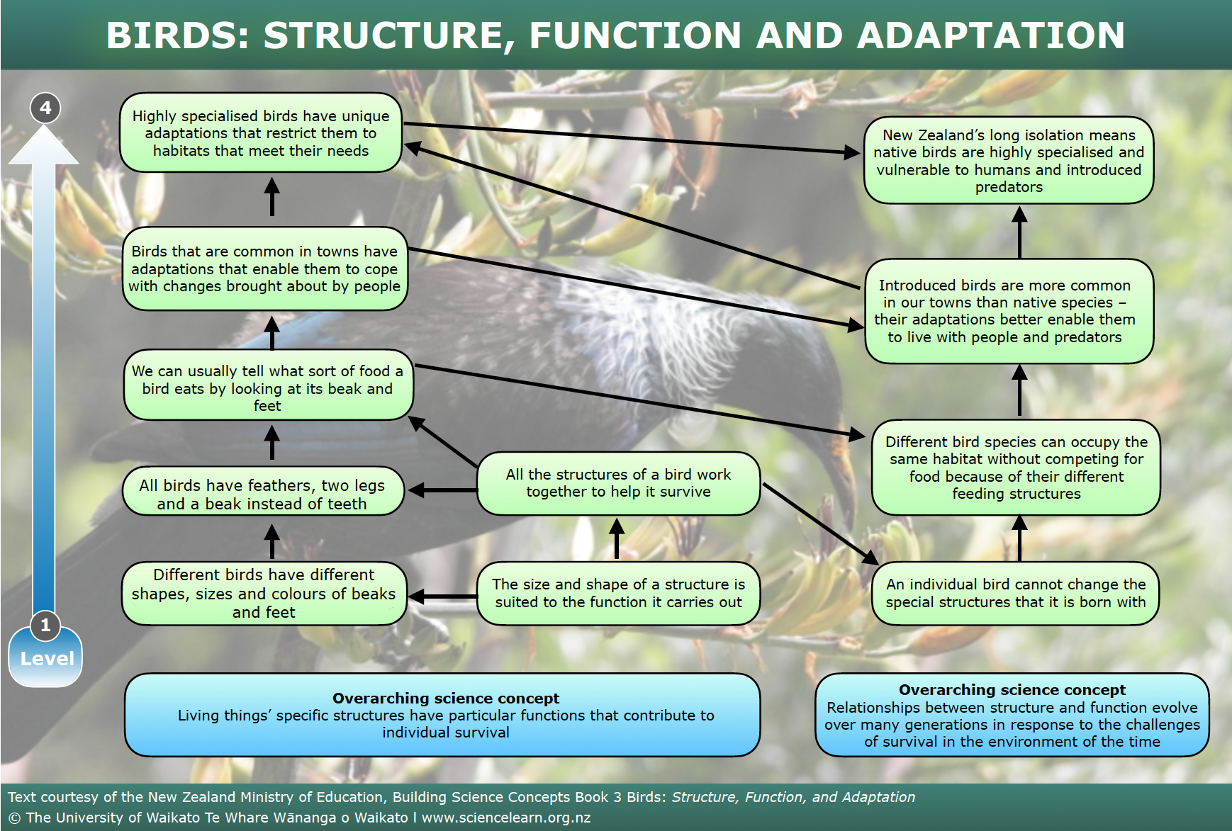 Birds: Structure, function and adaptation — Science Learning Hub