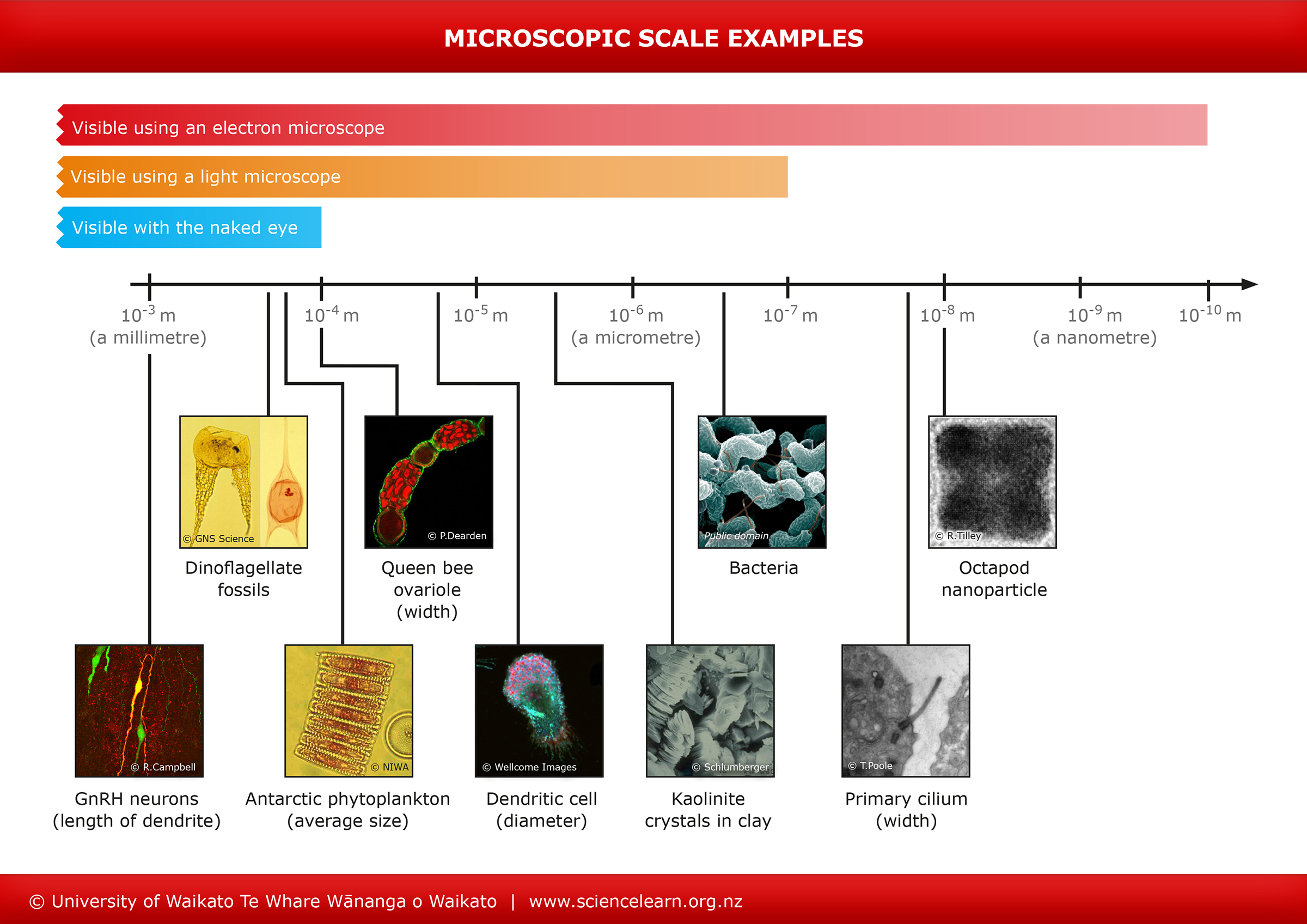 Microscope Size Conversion Chart