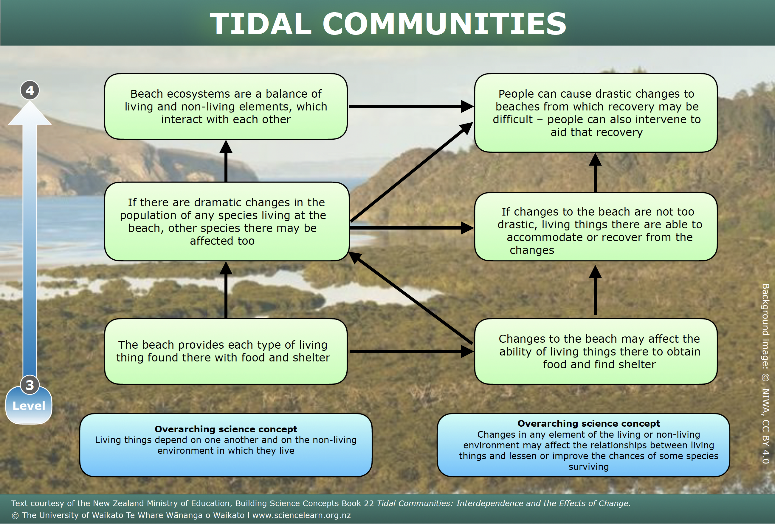 Tidal communities — Science Learning Hub