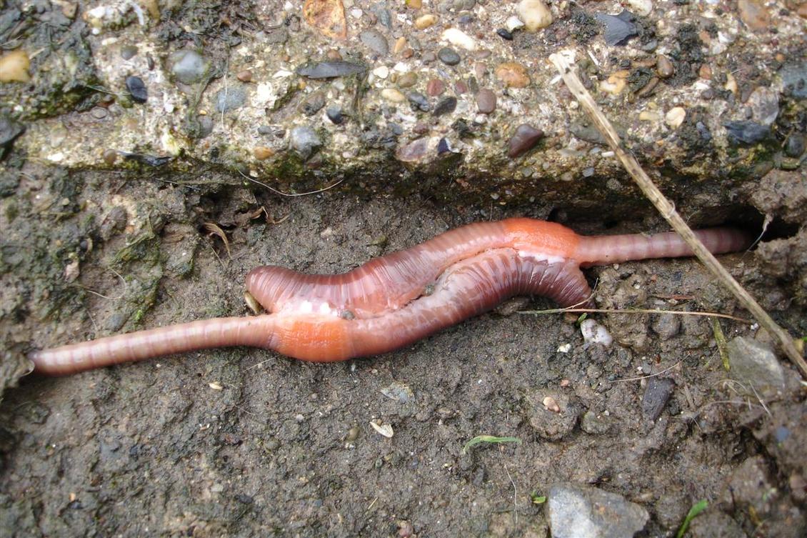 Two earthworms mating. 