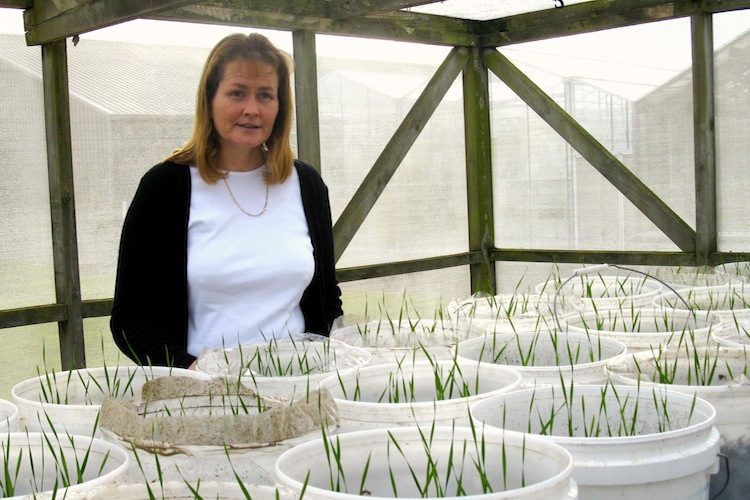 Dr Trish Fraser & decomposition under wheat plants bucket trial