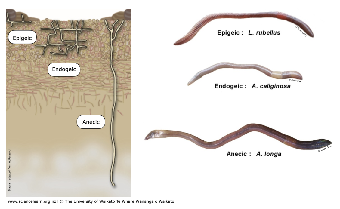 Earthworm niche groupings: epigeic, endogeic and anecic.