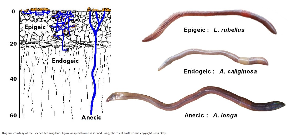 Earthworm niche groupings: epigeic, endogeic and anecic.