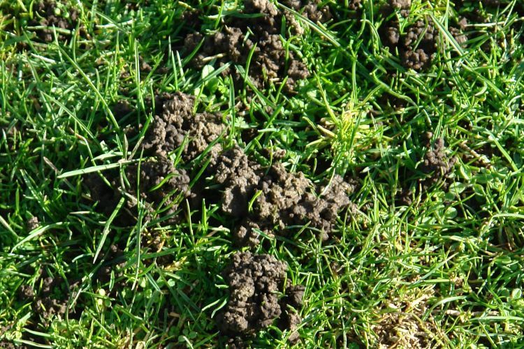 Earthworms Role In The Ecosystem Science Learning Hub