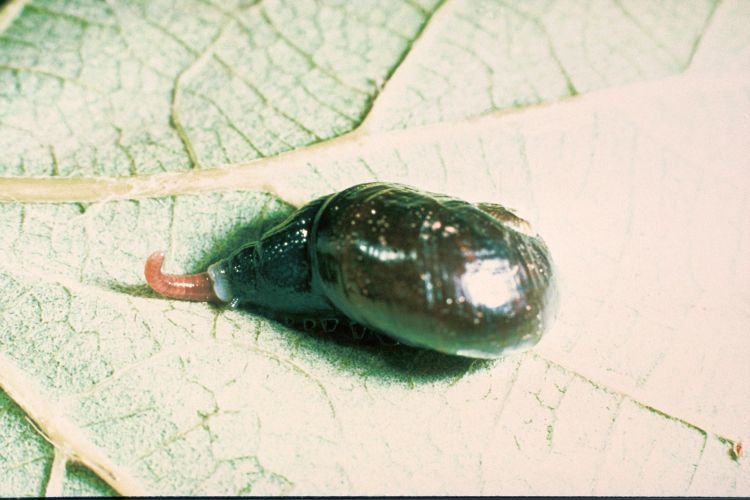 A Wainuia urnula snail on a leaf.