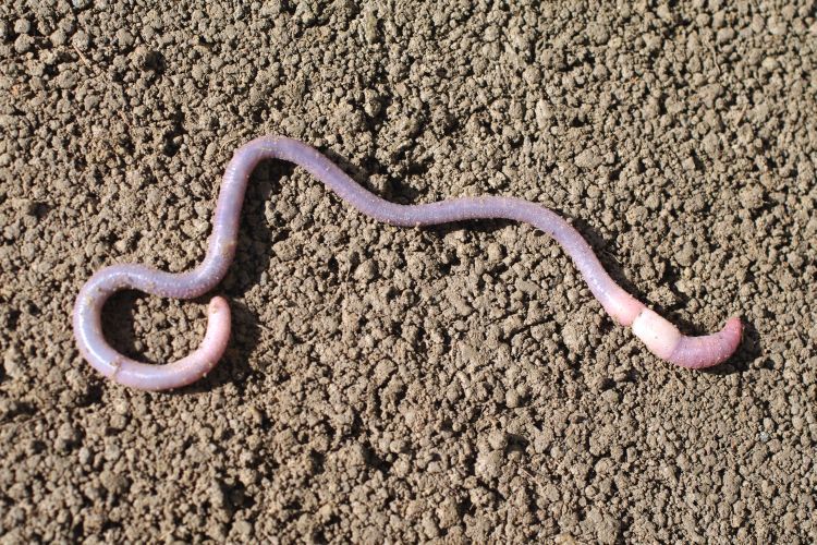 A Octochaetus multiporus is a large earthworm.