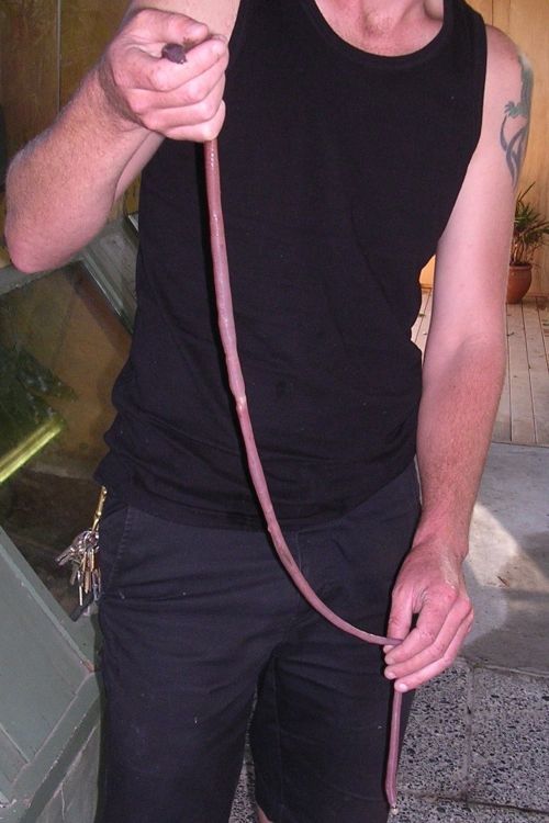 Man holding very long North Auckland (Spenceriella gigantea)worm