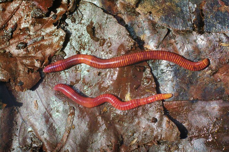 Two Tiger worms (Eisenia fetida).