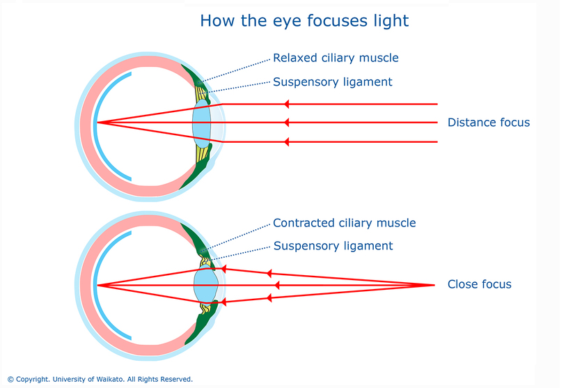 Jabeth Wilson zoom Renovatie How the eye focuses light — Science Learning Hub