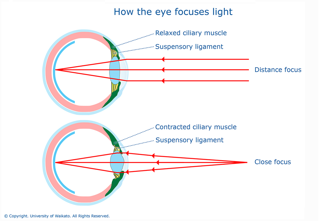 Eye's crystalline lens changes shape to accommodate near or far.