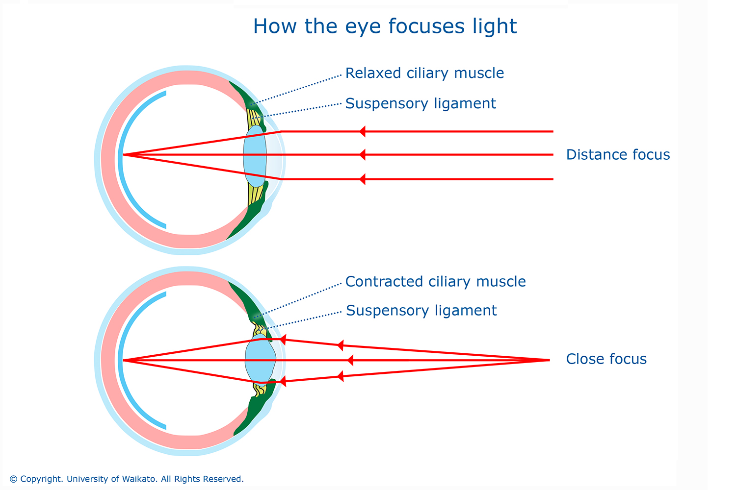 How the eye focuses light — Science Learning Hub