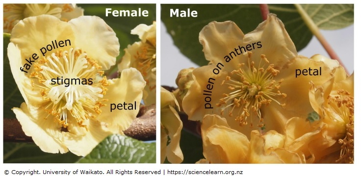 The different kiwifruit male and female flowers. 