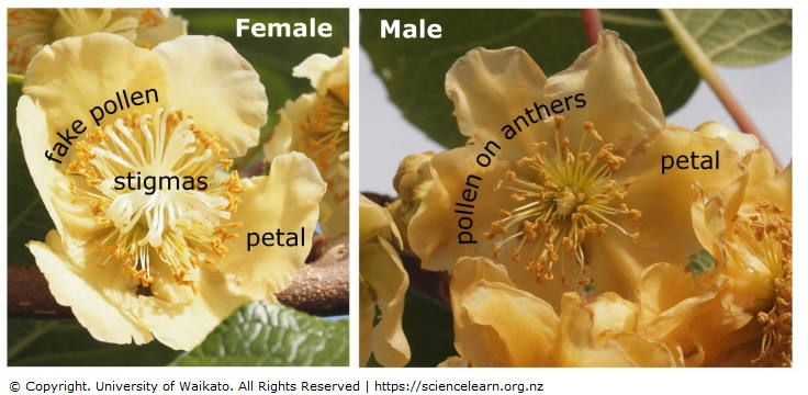 What do petals do for a on sale plant