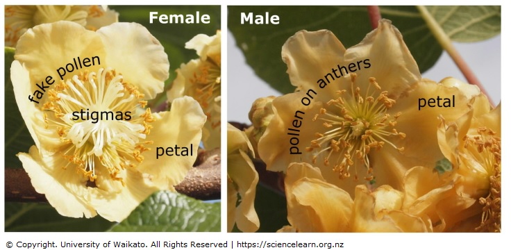 Flowering plant life cycles — Science Learning Hub