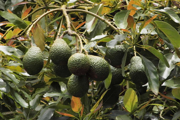Avocado fruit on tree in a Waikato orchard.