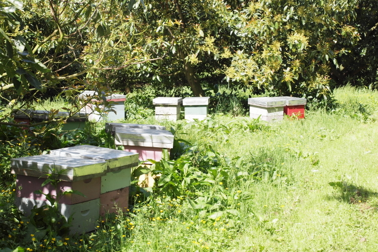 Beehives in an avocado orchard on a sunny day.