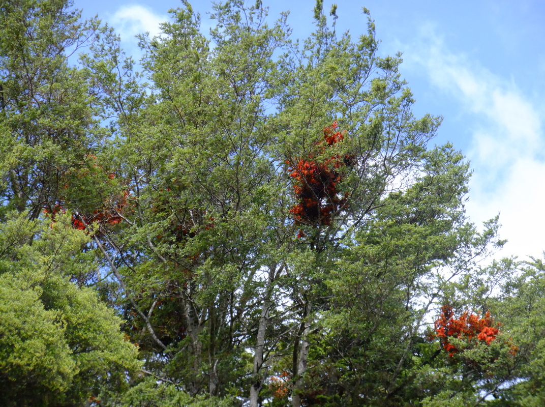 Bright red flowers of the mistletoe Peraxilla tetrapetala 
