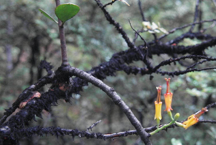 Mistletoe (Alepsis flavida) branch with yellow flowers.