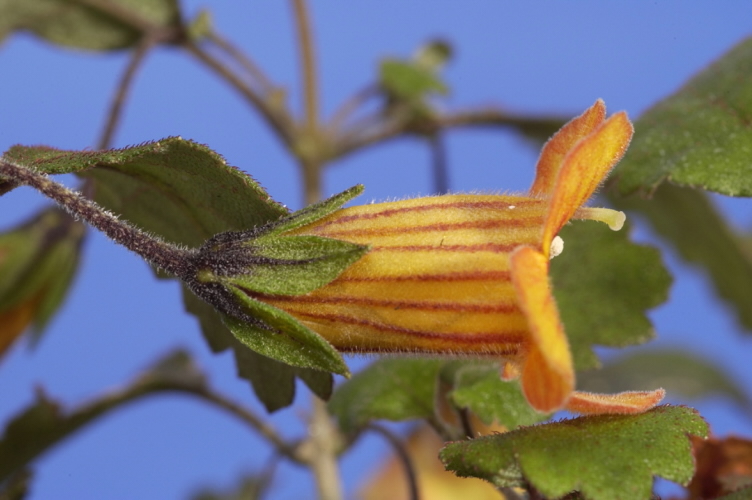 Rhabdothamnus solandri yellow flower. 