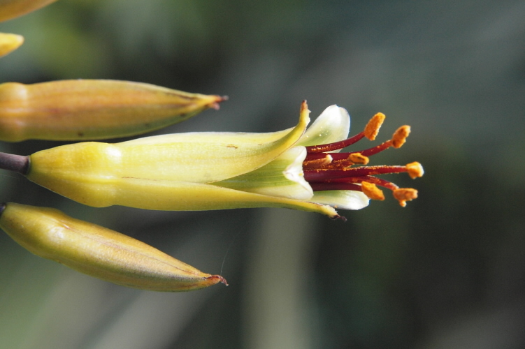 Flax (Phormium tenax) flower with anthers covered by pollen. 