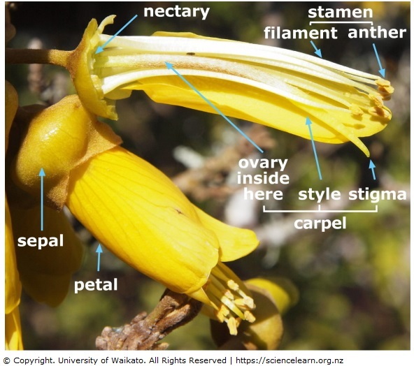 Labelled parts of kowhai flowers. 
