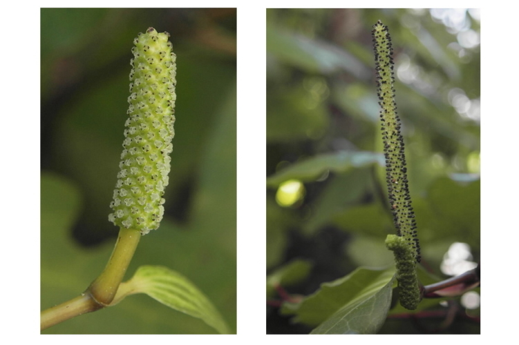 Two photos of the different Kawakawa female and male flowers.