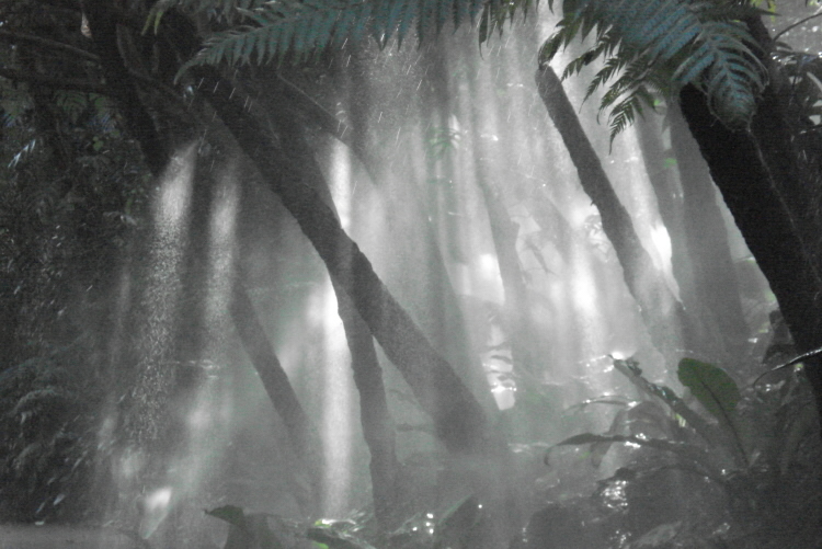 Atmospheric rainforest scene.