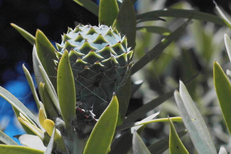 Female kauri cone.