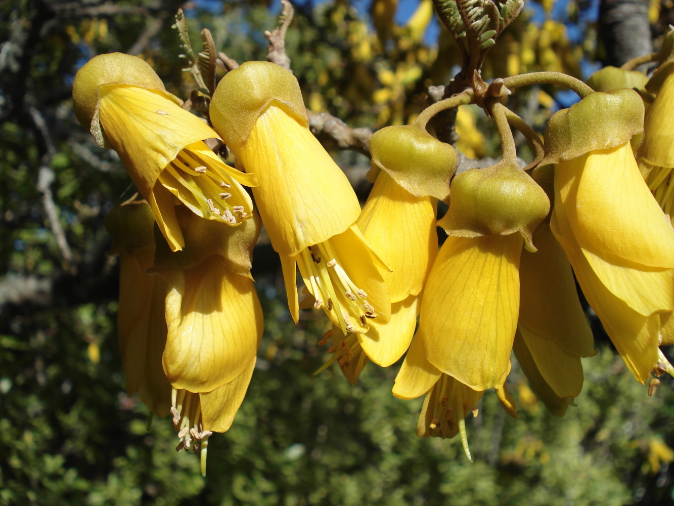 What is a plant? — Science Learning Hub
