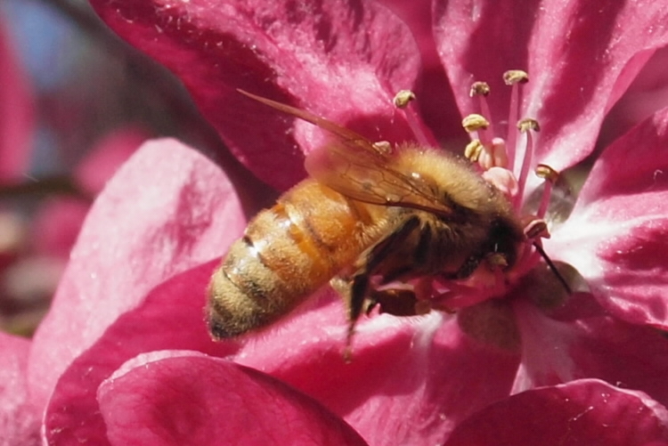 Honey bee with its head into a pink flower.