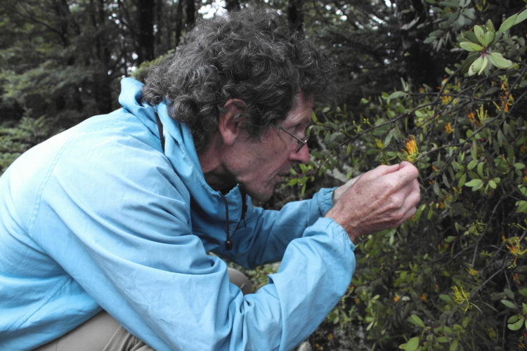 Scientist studying the mistletoe Alepsis flavida in a park, NZ.