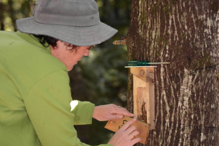Scientists monitoring tree wētā nest box, New Zealand