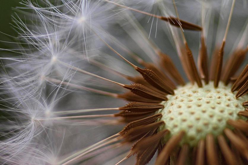Close up image of dandelion seeds. 