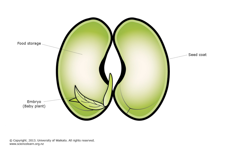 Plant Reproduction Science Learning Hub