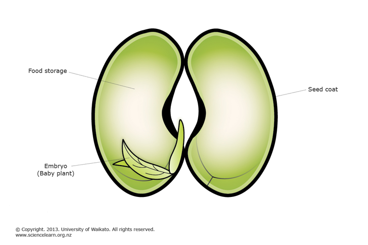 Plant reproduction — Science Learning Hub