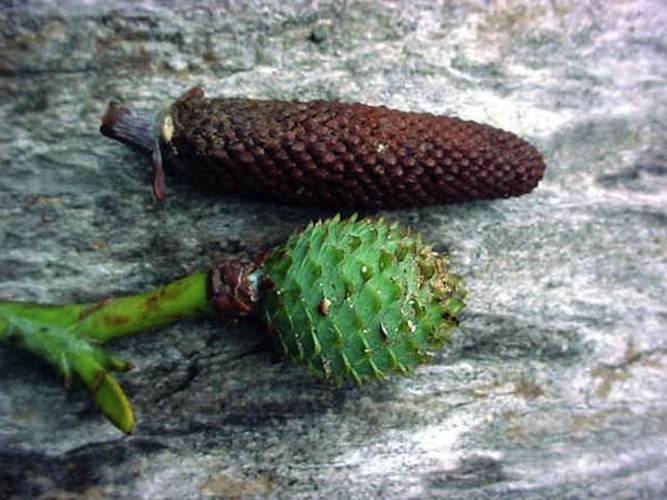 Image of a male and of a female kauri cone beside each other. 