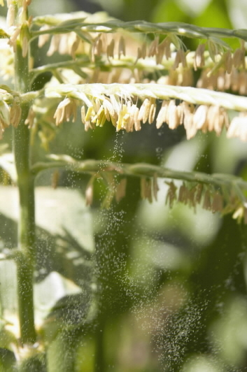 Pollen floating from a maize plant's flowers. 