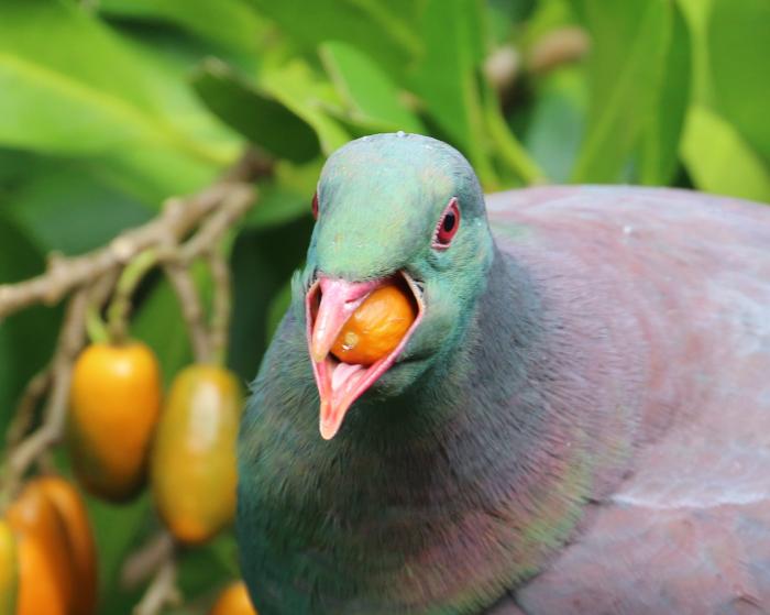 Kererū – our native pigeon — Science Learning Hub