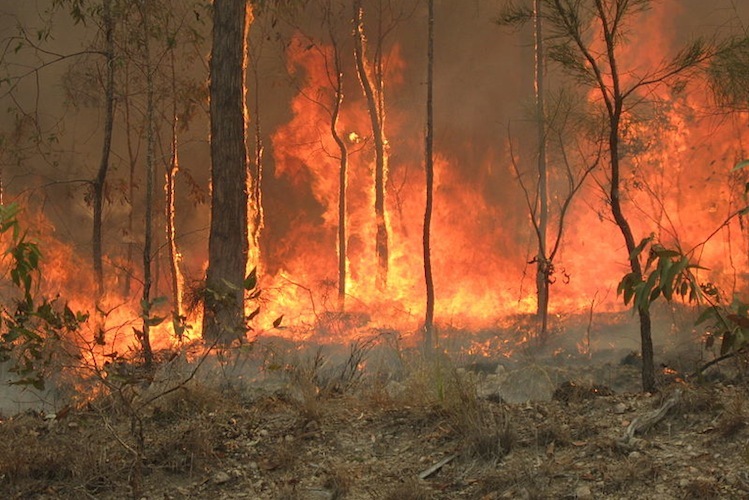 Bush fire at Captain Creek, Queensland, Australia. 