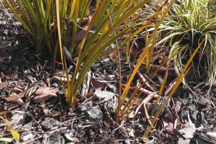  New plants growing up from underground rhizome Libertia sp