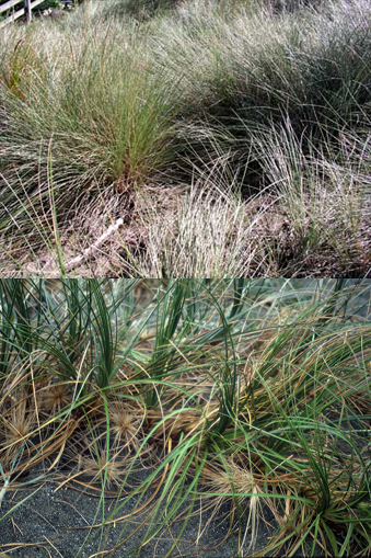 Marram grass (top) and spinifex (bottom), New Zealand.
