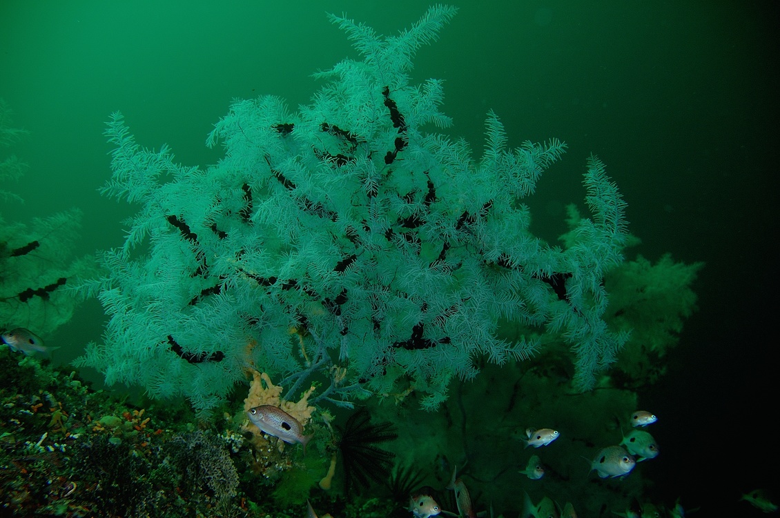 Black coral underwater in Fiordland, New Zealand.