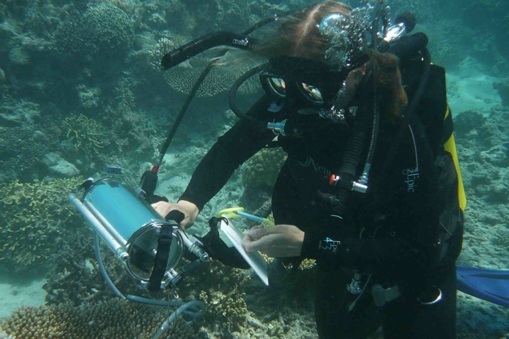 Using a diving-PAM to measure photosynthetic potential of corals