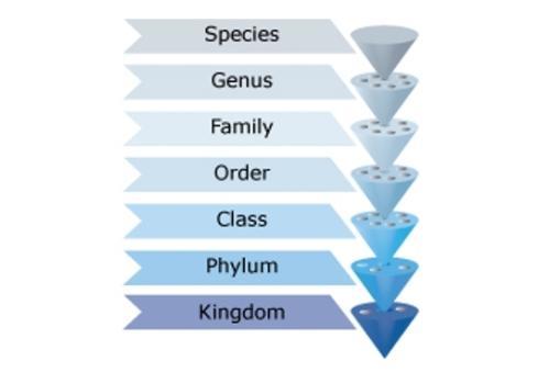 diagram of the Linnean classification system. 