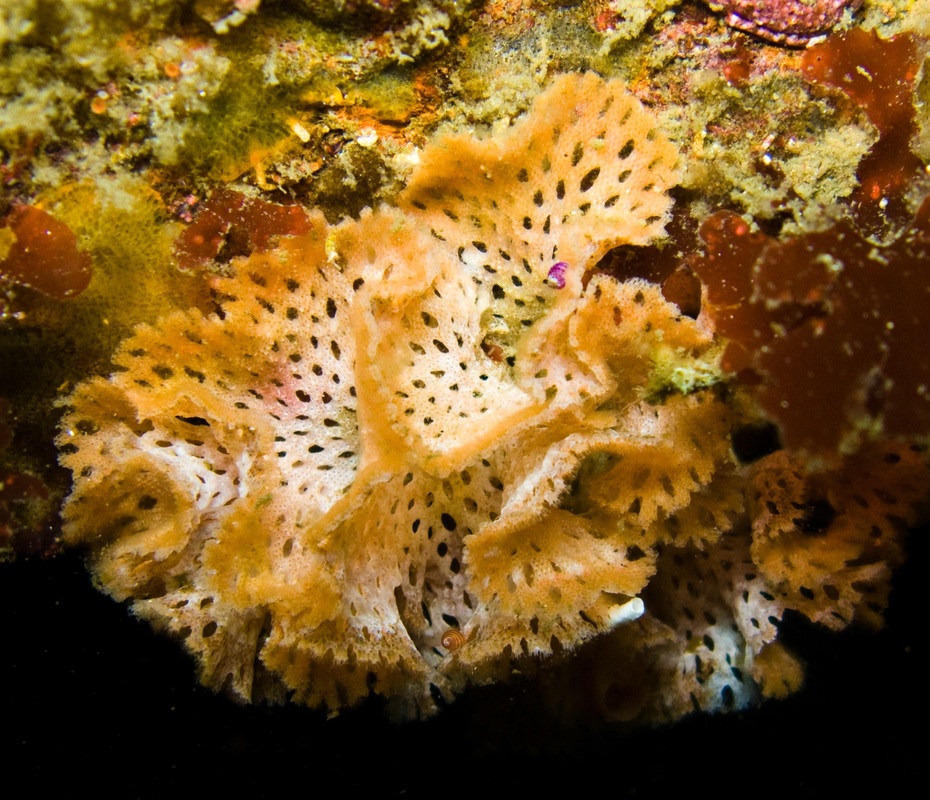 Bryozoan colony underwater.