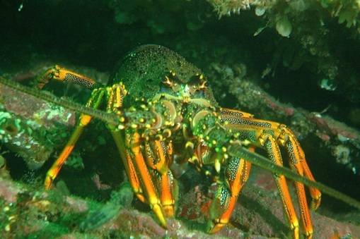 Large crayfish underwater. 
